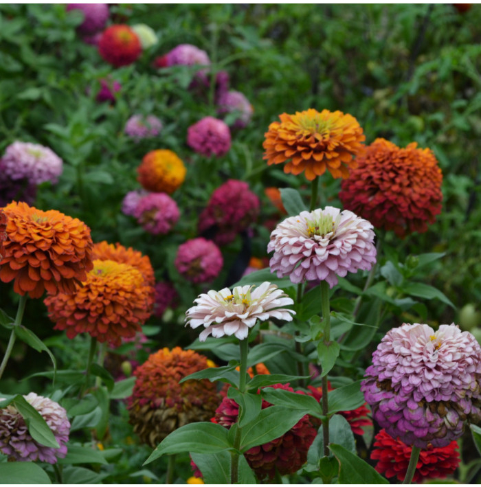 Cínia pôvabná - vysoká zmes - Zinnia elegans mix - semená - 50 ks