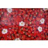 PVC obrus JAHODA 140x180 cm