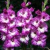 Gladiolus Anouk