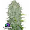 Fast Buds Semená kanabisu Northern Lights Auto 3 pcs