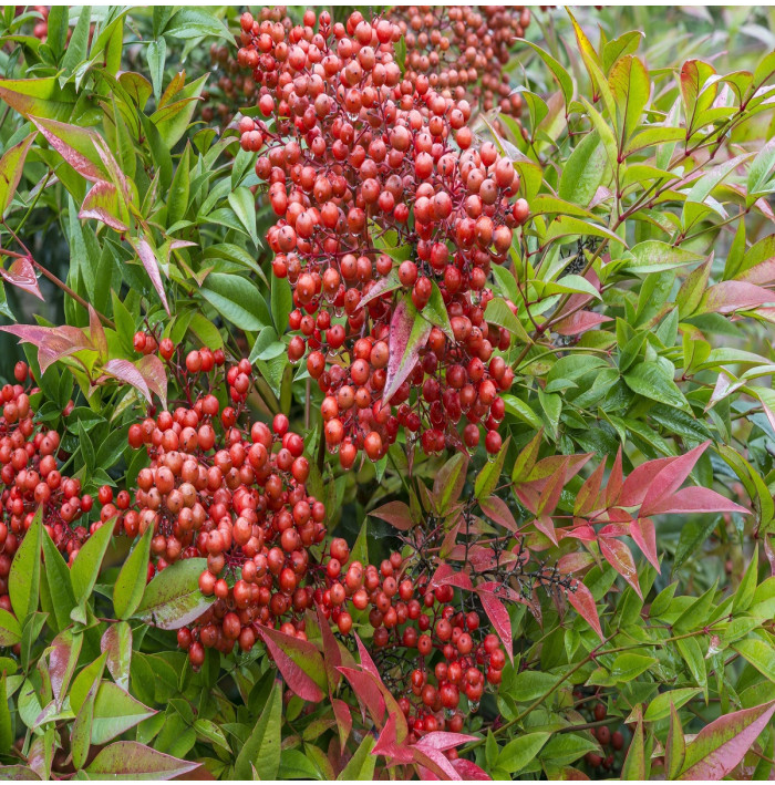 Nandina domáca - Bambus nebeský - Nandini domestica - semená nandiny - 3 ks