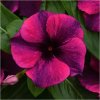 Katarant Tatoo Black Cherry - Catharanthus roseus - predaj semien - 30 ks