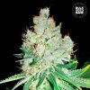 Bulk Seed Bank - Cheese 10 ks - semená neobsahujú THC