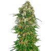 Sensi Seeds Semená kanabisu Shiva Skunk Automatic® feminizované, 3-10 ks 5 ks