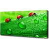 Foto obraz na plátne Lienky na tráve 100x50 cm