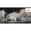 Pancierniček leopardí - Corydoras julii