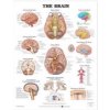 Brain Anatomical Chart