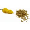 Bhut Yolokia Yellow semienka 10 ks