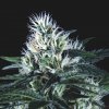 Pyramid Seeds Wembley Fast semena neobsahují THC 3 ks