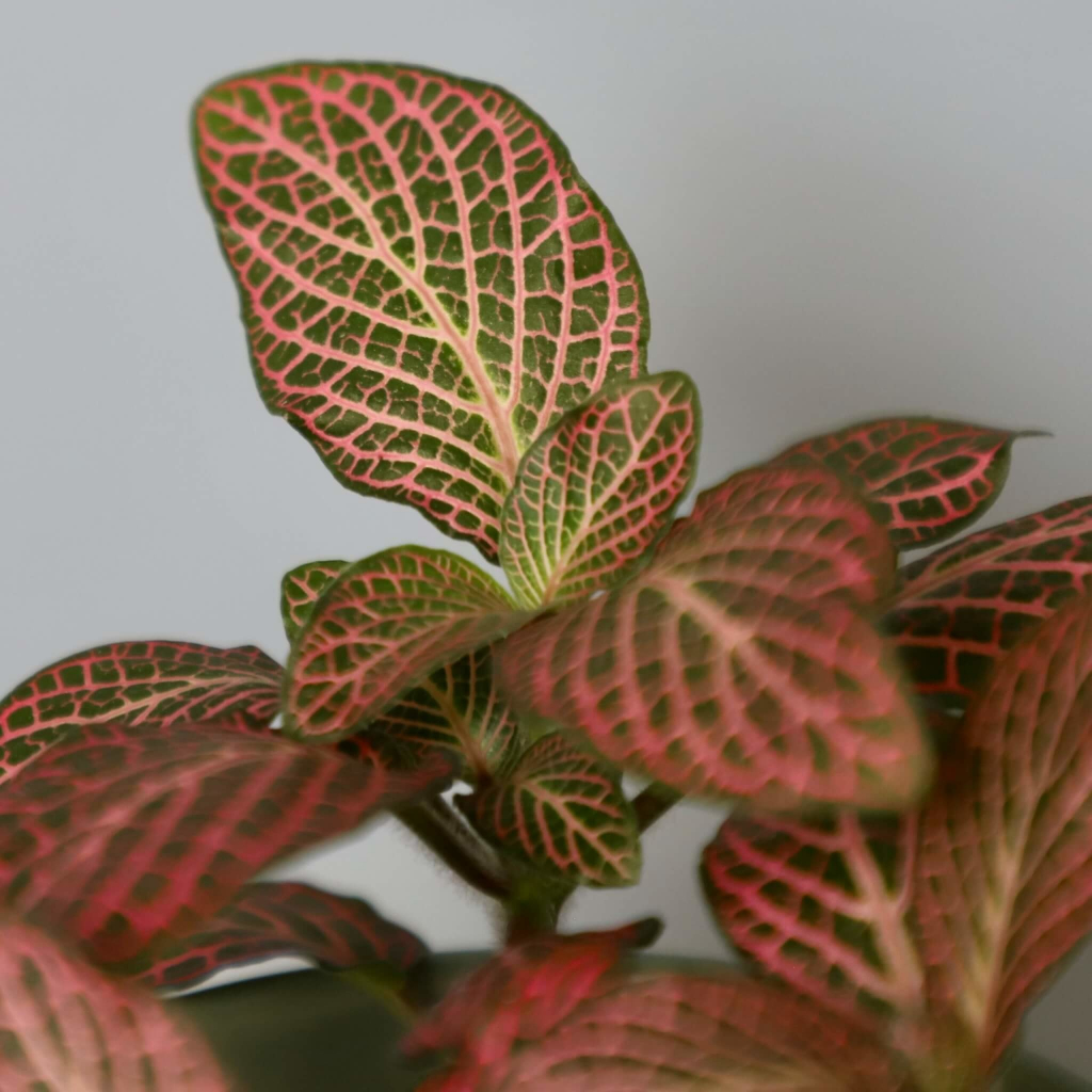 Fittonia Light Red baby