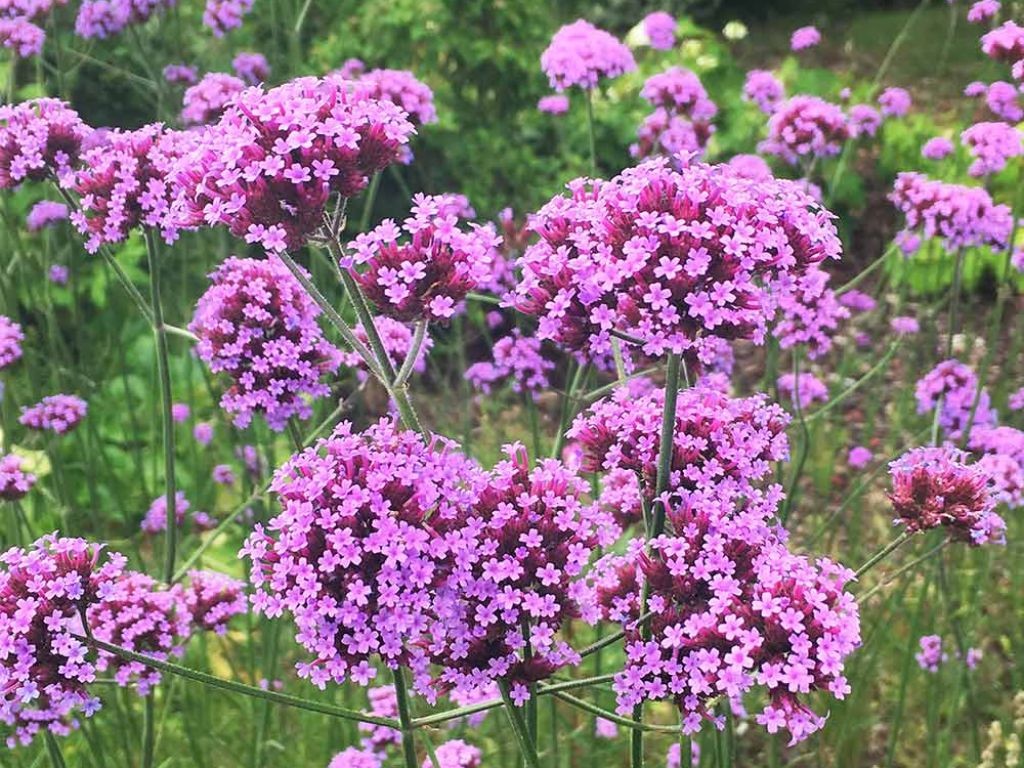 Verbena bonariensis, kont. 1 l