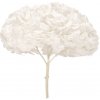 Hortenzie premium (Hortensias)