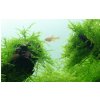 Akvazahrada Taxiphyllum barbieri 'Bogor Moss' Rastliny: /IN-VITRO-Tropica/