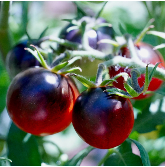 Paradajka čierne Cherry - Solanum lycopersicum - semená - 6 ks