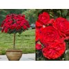 Ruža Scarlet Bonica na 50-60cm kmienku, výška 80-100cm, kont. 10 l