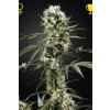 Green House Seeds Super Lemon Haze neobsahuje THC 3 semena