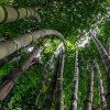 Kráľ bambusov - Phyllostachys edulis - semená bambusov - 3 ks