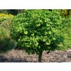 Ginko dvojlaločné Mariken na 100-120 cm kmienku, výška 120-150 cm, kont. C5