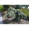 Smrek pichľavý (Picea pungens) ´PENDULA´ - výška: 130-150 cm, kont. C5L – na kmienku