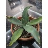 Agave pablocarrilloi v šírke 37 cm, výške 23 cm