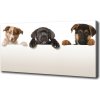 Foto obraz na plátne tri šteniatka 100x50 cm