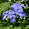 Agerát Aloha modrý - Ageratum Aloha Blue - semená - 20 ks