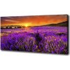 Foto obraz canvas Pole levanduľa 100x50 cm