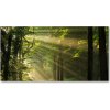 Fotoobraz na skle les slnko 100x50 cm
