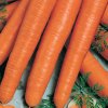 Semená: Mrkva skorá SYLVA