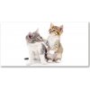 Foto obraz akryl do obývačky Dve malé mačky 100x50 cm