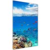 Vertikálny foto obraz akrylový do obývačky Koralový útes 50x100 cm