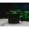 Toprybičky Sagittaria subulata