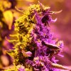 Doctor´s Choice Seeds Doctor's Choice #1 Auto Feminizované 10 ks
