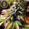 Blimburn Seeds Semená kanabisu Gorilla G4 Auto 9 ks