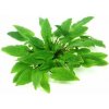Dennerle Cryptocoryne wendtii Broad Leaf In-Vitro