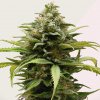 Kera Seeds - White Thunder 3 ks - Semienka neobsahujú THC