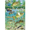 Puzzle MAXI - Život v rybníce/50 dílků