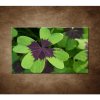 Obraz - Makro - Štvorlístok 90x60cm