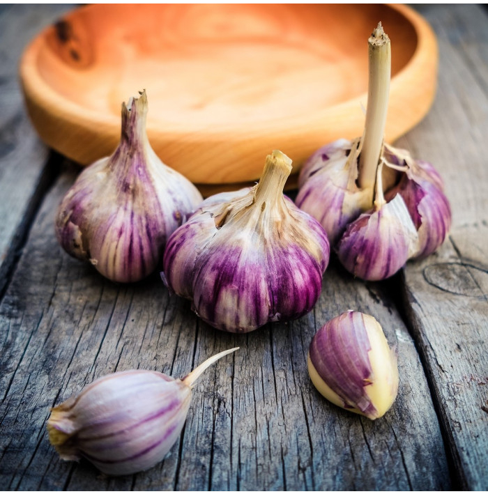 Sadbový Cesnak Germidour - Allium sativum - nepaličiak - cibuľa cesnaku - 1 balenie