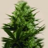 The Kush Brothers Seeds - Langui Kush 5 ks - Semená neobsahujú THC