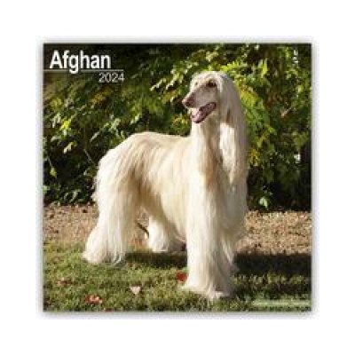 Afghan Square Dog Breed Wall 16 Month 2024