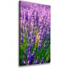 Vertikálny foto obraz canvas Pole levanduľe 50x100 cm