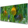 Obraz plexi Ryba riasy príroda 100x50 cm