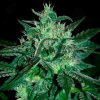 Samsara - Spicy White Devil 5 ks - Semená neobsahujú THC