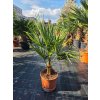 Trachycarpus fortunei s výškou kmeňa 15 cm v celkovej výške 85 cm