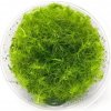 Myriophyllum sp. Guyana