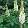 Lupina mnoholistá Lupini Biela - Lupinus polyphyllus - semená lupiny - 15 ks