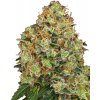 Sensi Seeds Semená kanabisu Sweet Tangerine Tango Automatic Feminized by White Label, 3-10 ks 5 ks