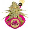 Royal Queen seeds O.G. Kush neobsahují THC 5 ks