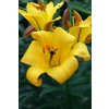 Ľalia 'Yellow Planet' 1 ks